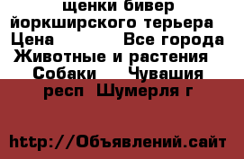 щенки бивер йоркширского терьера › Цена ­ 8 000 - Все города Животные и растения » Собаки   . Чувашия респ.,Шумерля г.